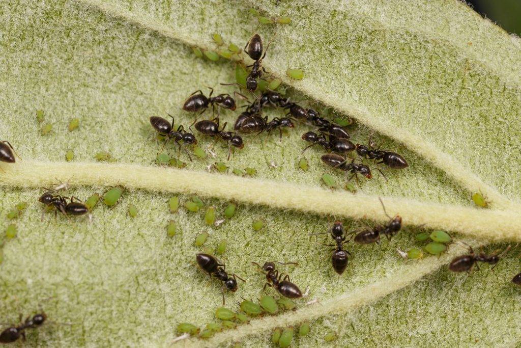 Как избавиться от муравьев на садовом участке быстро и эффективно