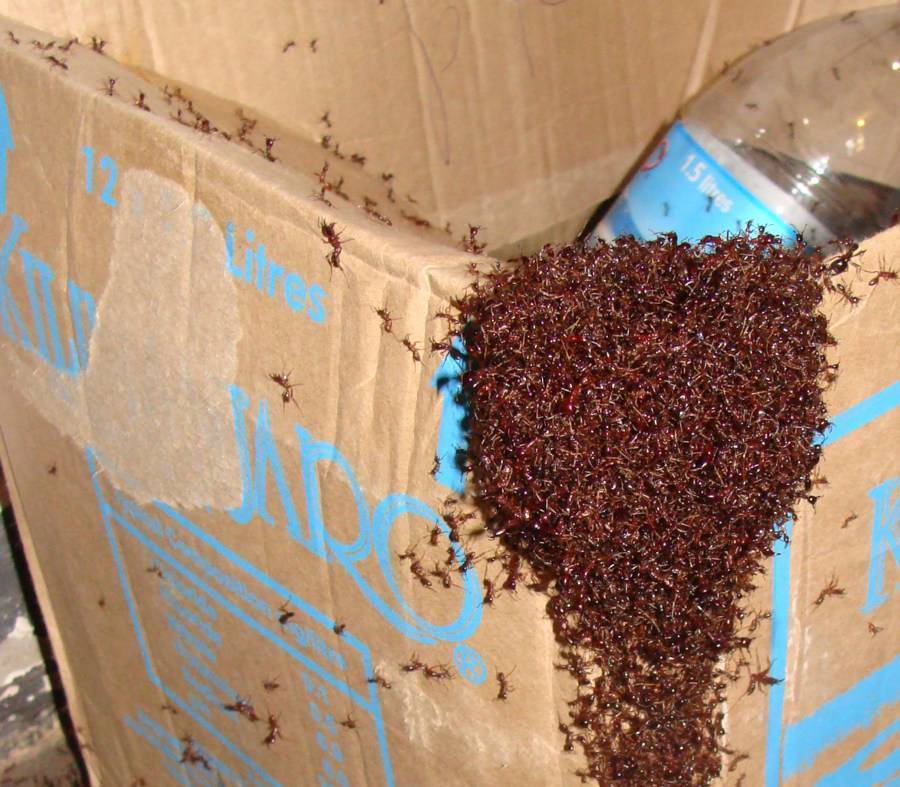 Маленькие красные муравьи в квартире: как избавиться