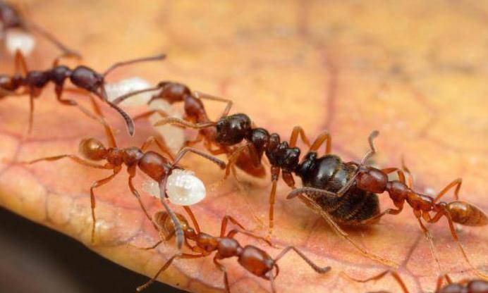 Фараоновы муравьи в квартире: как избавиться, методы борьбы - травы и средства