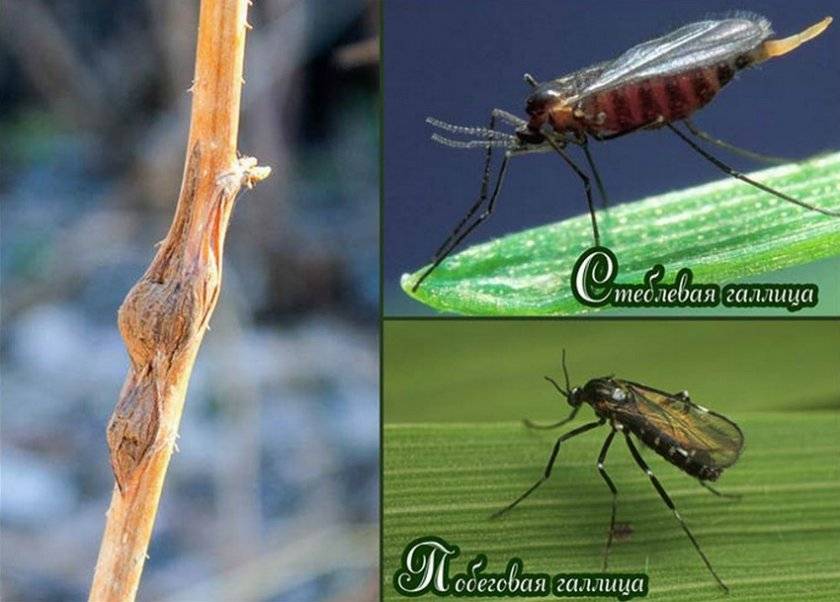 Методы борьбы с малиновой стеблевой мухой