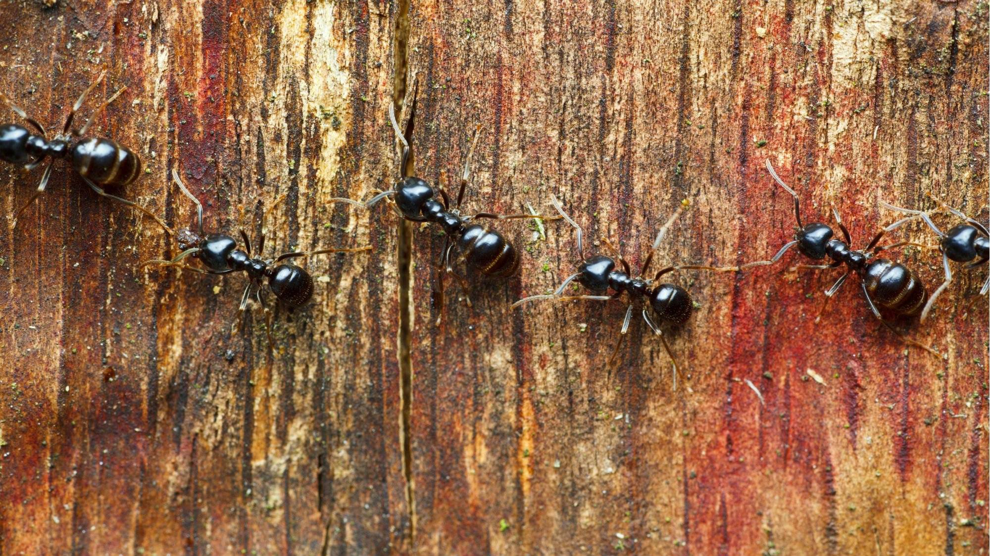 Как вывести муравьев древоточцев - wikihow