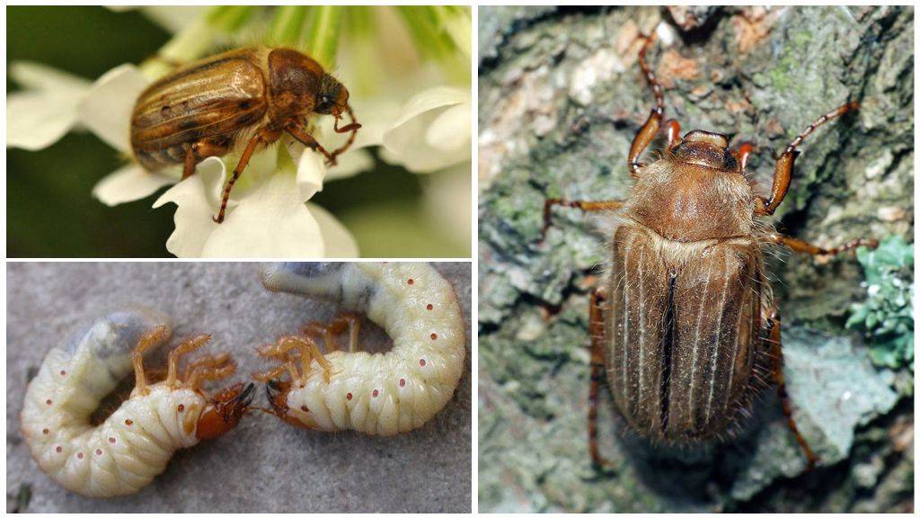 Чем опасен майский жук: красота и вред