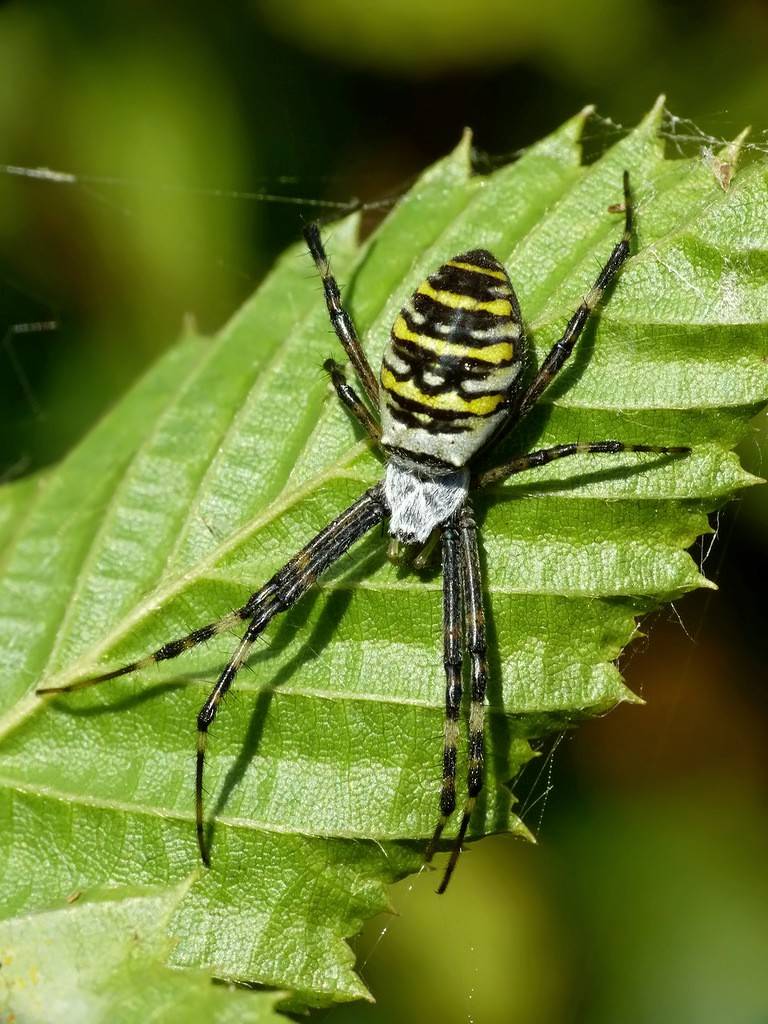 Паук-оса или аргиопа брюнниха – паук желто-черный полосатый