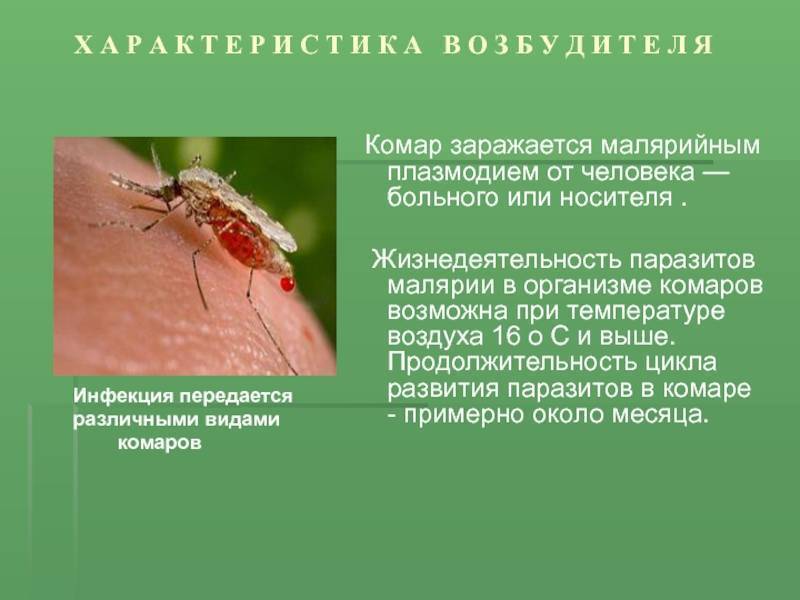 Комар типичный представитель кровососущих, ареал обитания, характеристики, жизненный цикл и интересные факты из мира насекомых
