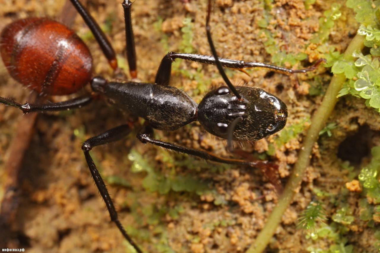 Самые большие муравьи в мире: какой размер, какие вторые по крупности?