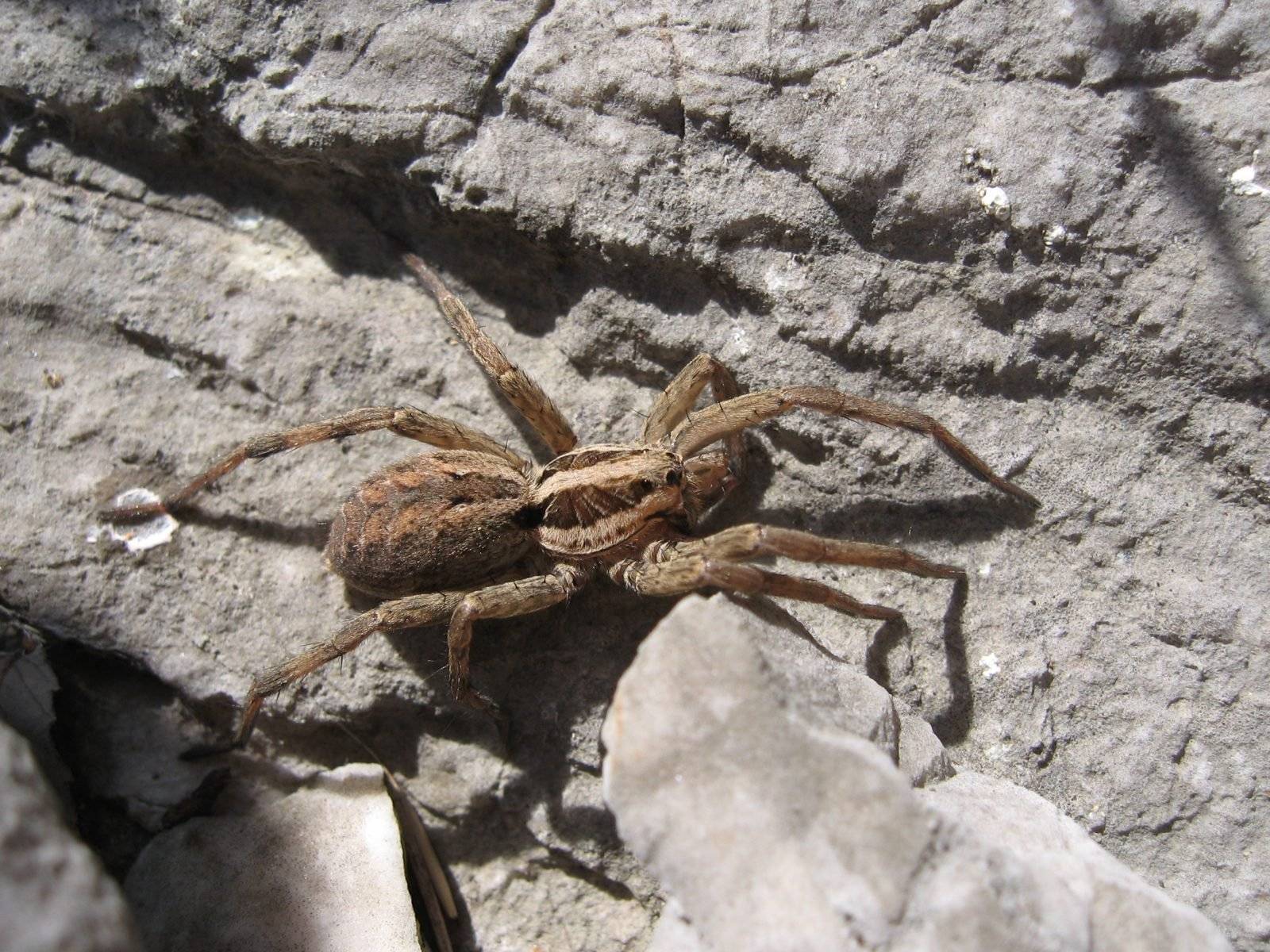 Крымские пауки: любители тёплого климата