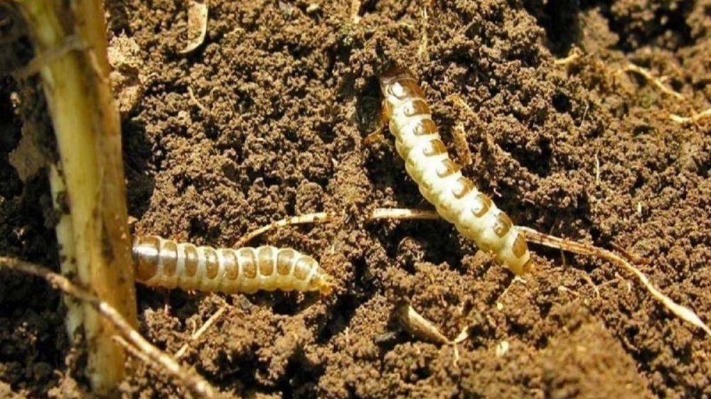 Кукурузный мотылек – гусеницы атакуют сельскохозяйственные поля