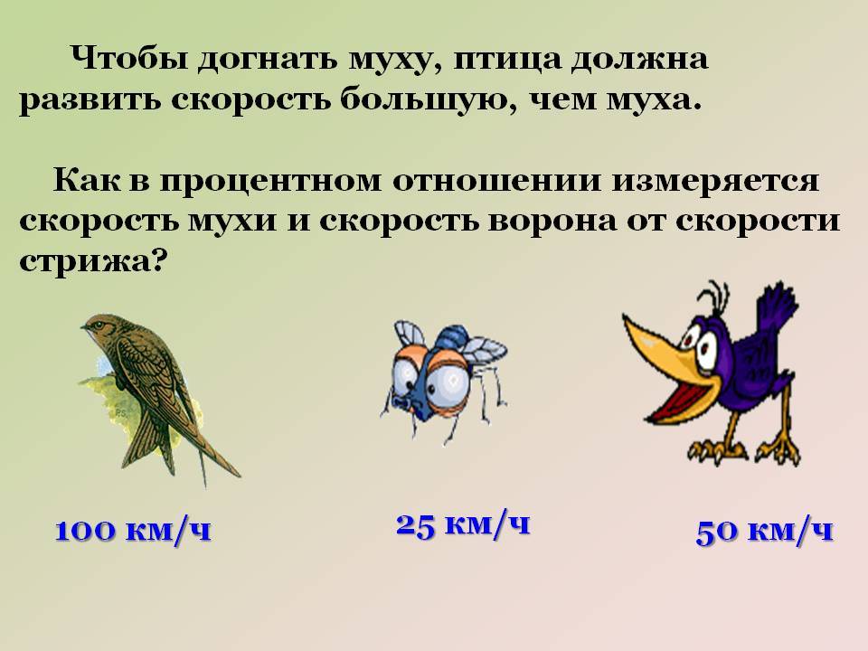 Сколько скорость птицы. Скорость полета мухи. Скорость мухи км/ч. С какой скоростью летает Муха. Скорость полёта мухи в км/ч.