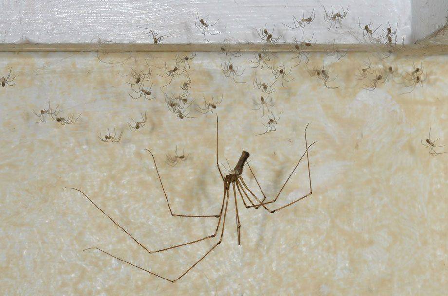 Как бороться и вывести пауков из квартиры и частного дома
