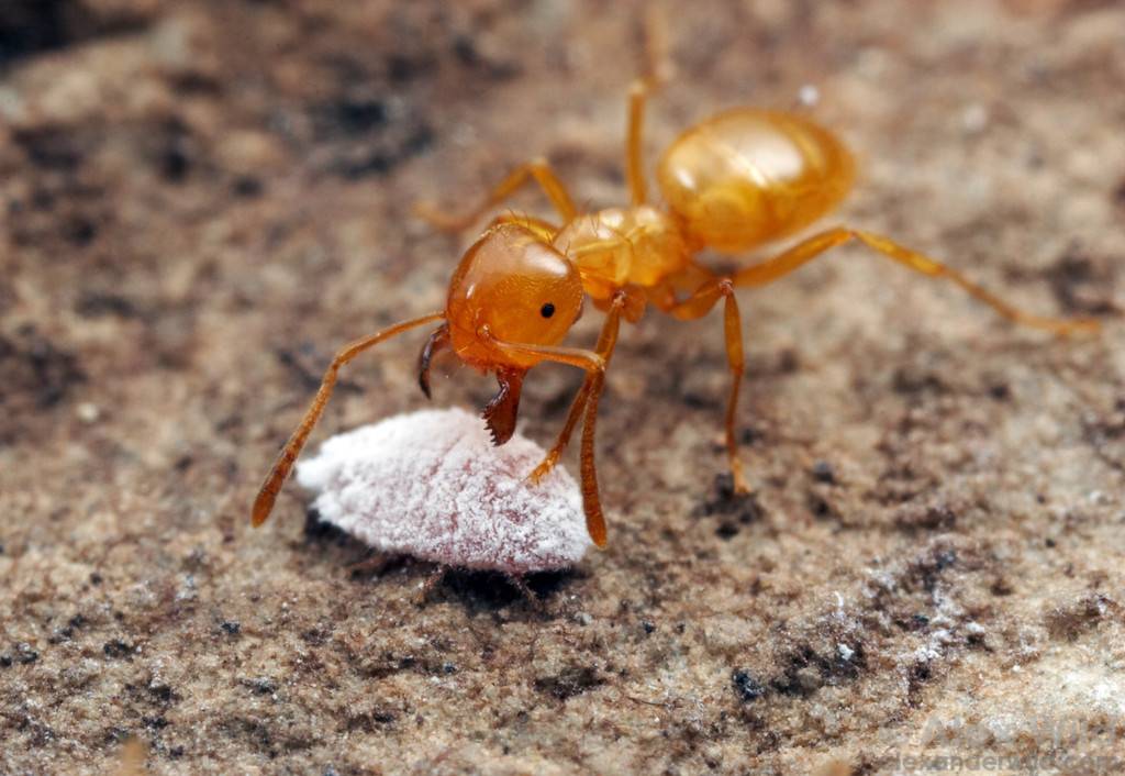 Какие бывают виды муравьев в россии и мире?