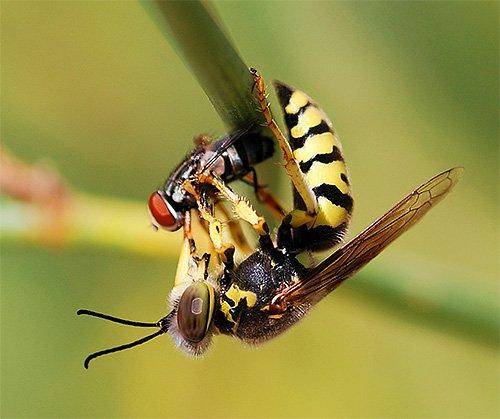 Оса: представитель жалящих насекомых, описание,где живут и чем питаются представители вида