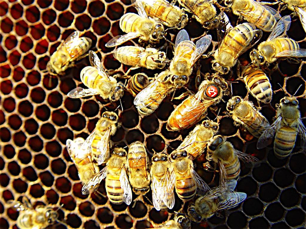 Учебник пчеловода. паразиты пчелиной семьи и хищники пчел