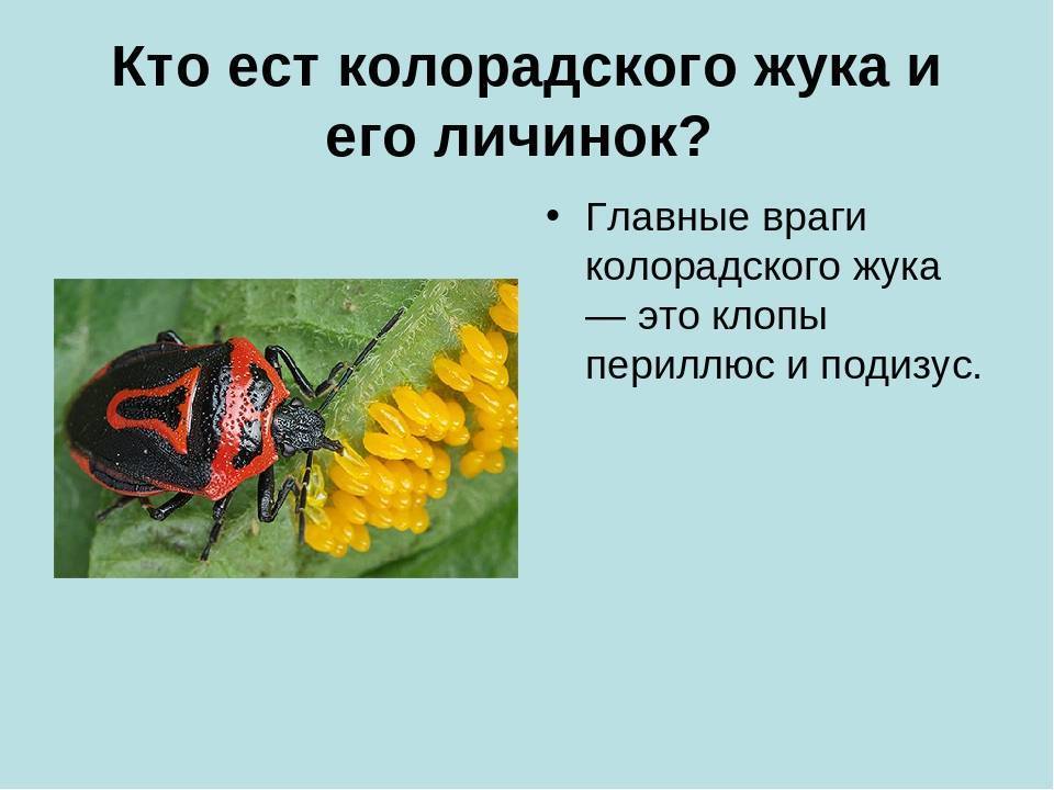 Кто ест колорадского жука из птиц: диких и домашних