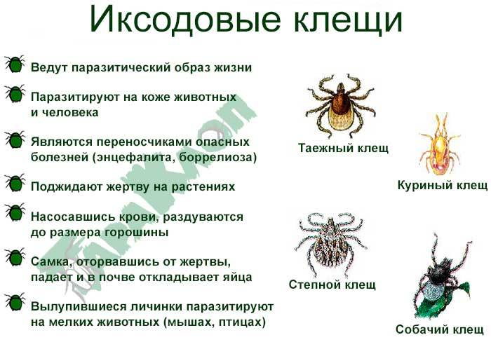 Иксодовый (энцефалитный, таежный, собачий) клещ – описание с фото, +места обитания, +виды, +жизненный цикл
иксодовый (энцефалитный, таежный, собачий) клещ – описание с фото, +места обитания, +виды, +жизненный цикл
