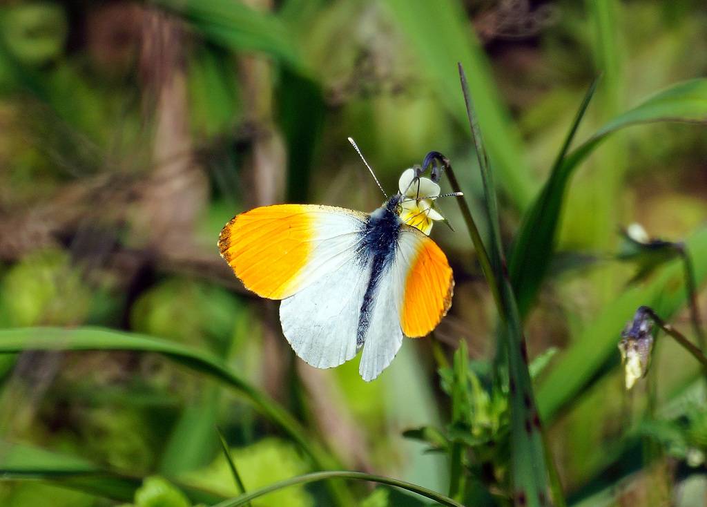 Бабочка бражник - насекомое похожее на колибри, фото и видео