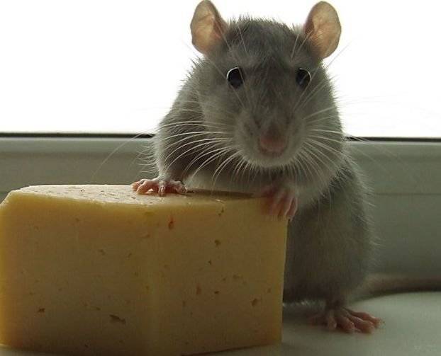 Какая мышь не ест сыр. едят ли мыши сыр