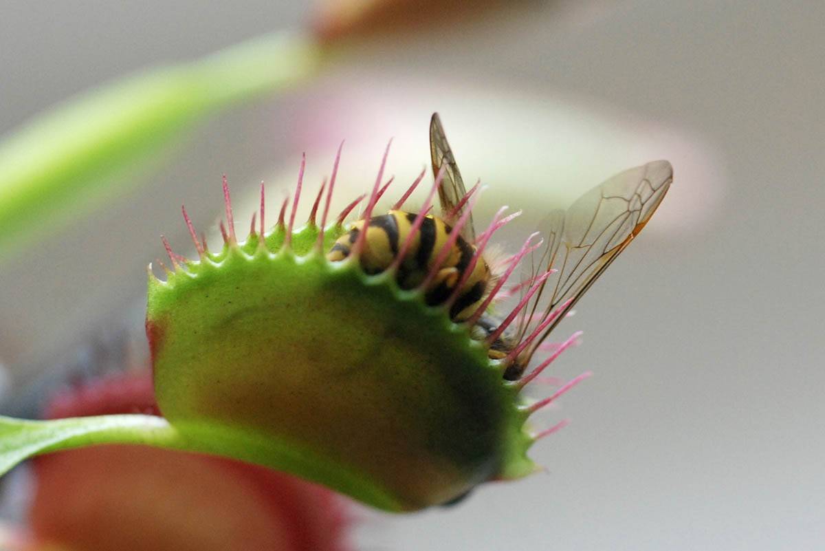 Цветок, который ест мух - как называется растение