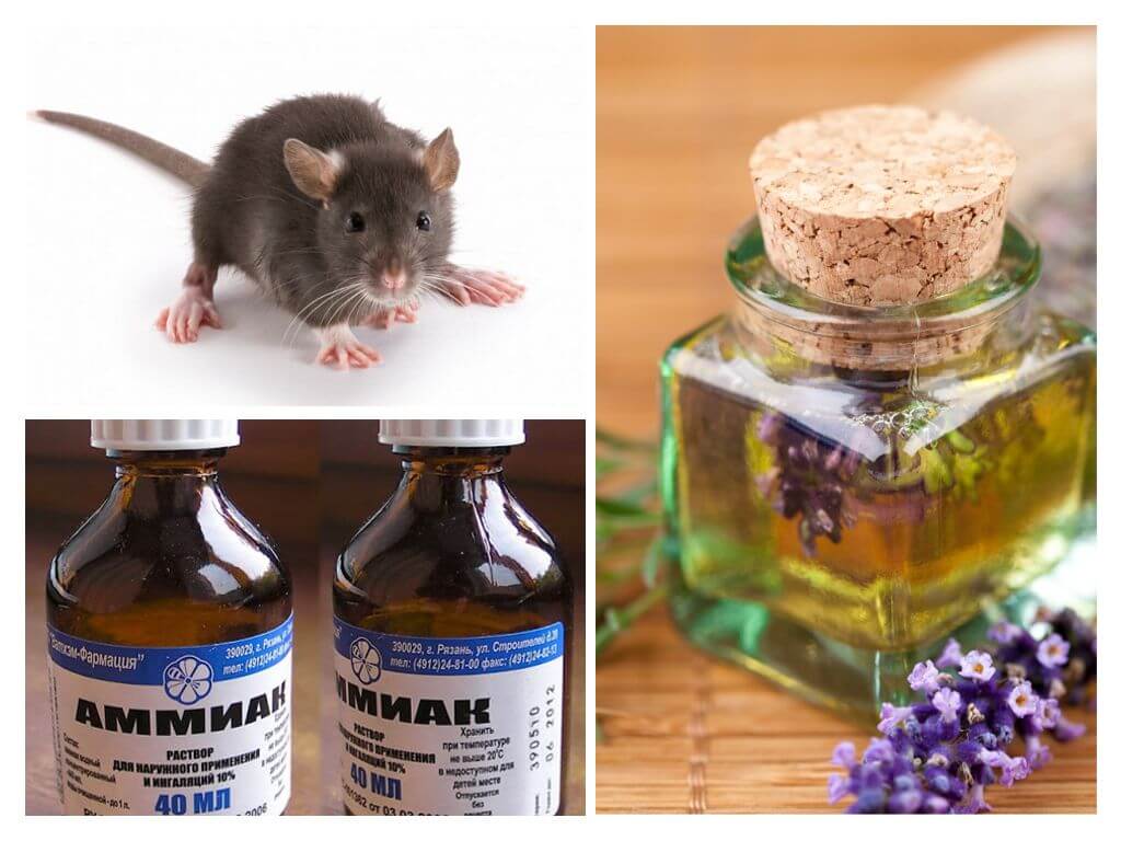 Что больше всего не любят крысы: ароматы трав, запахи животных и звуковые импульсы