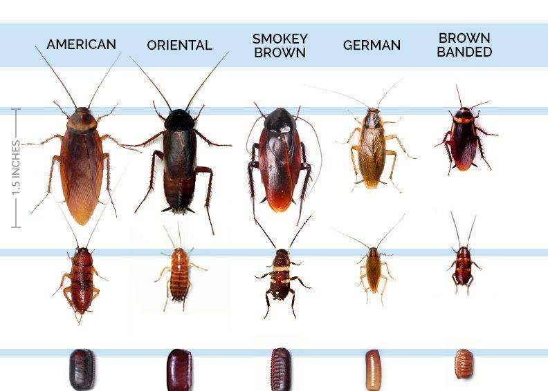 Виды тараканов, как они выглядит, сколько и где живут?