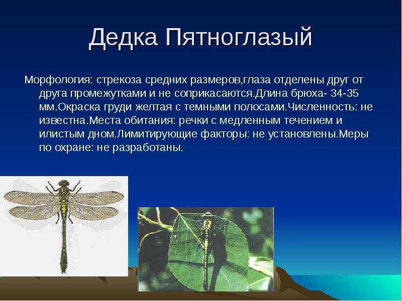 Лютка дриада: излюбленные места обитания и особенности поведения стрекозы