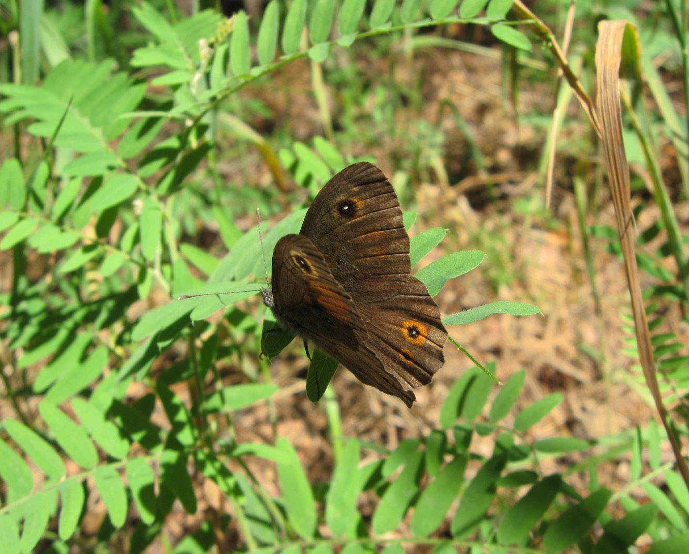 Бабочка бархатница – неприметная обитательница лугов и лесных полян