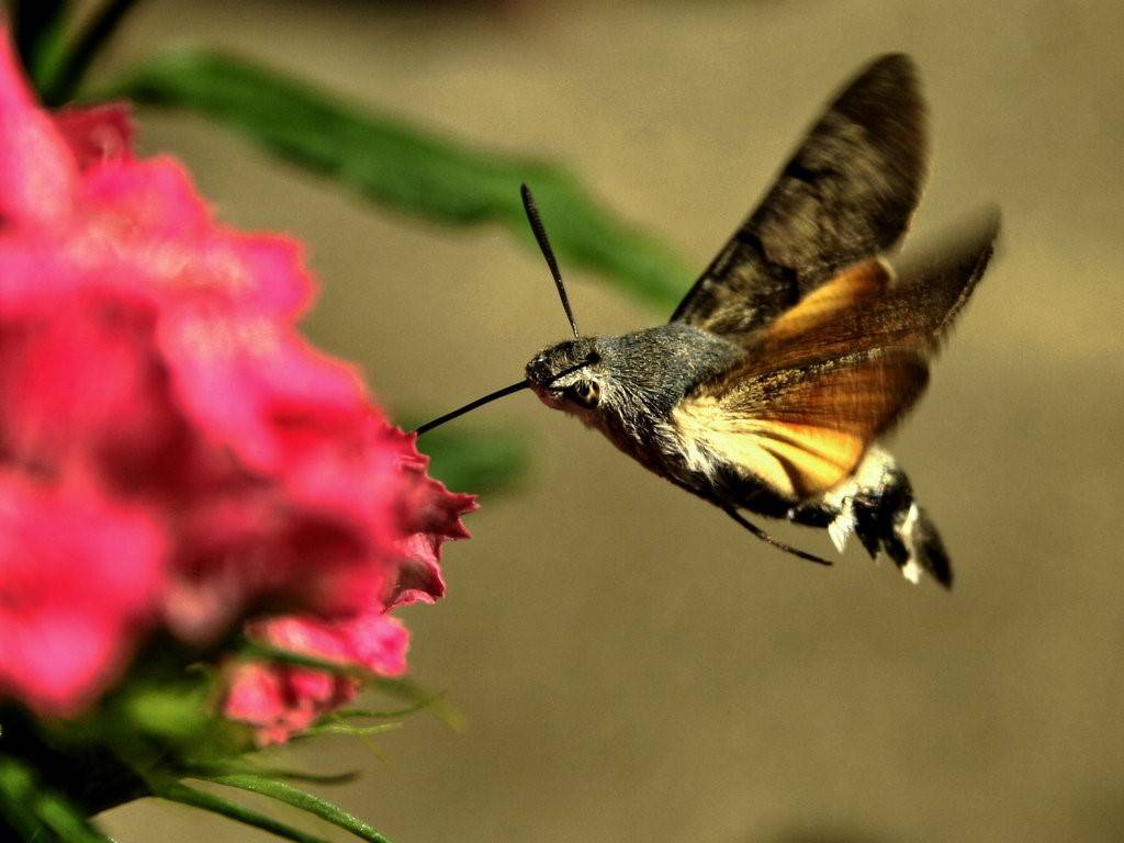 Бабочка бражник: интересные факты о северных колибри