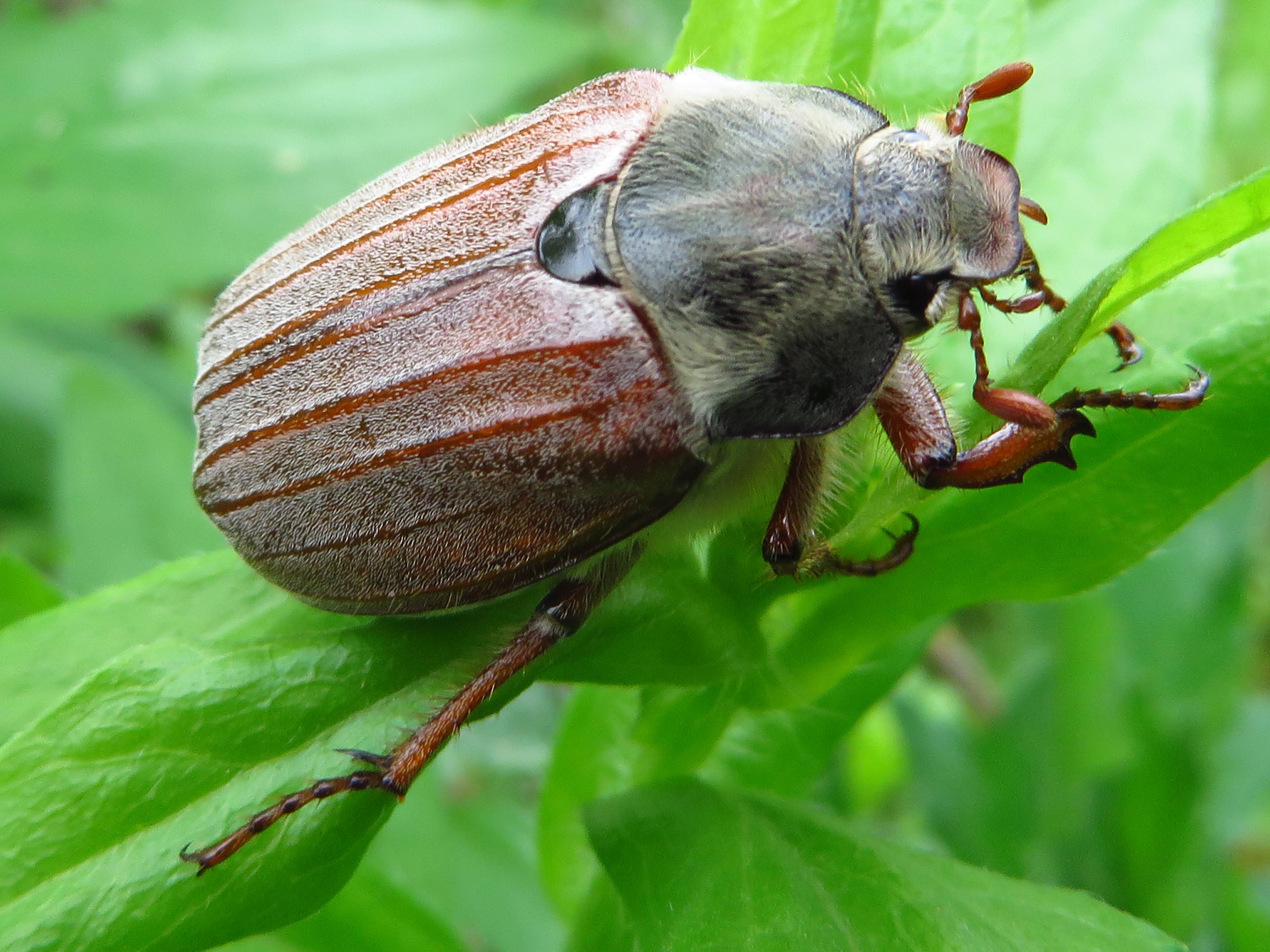 Хрущ, или майский жук — как бороться с вредителем? описание, личинка, как избавиться. фото — ботаничка.ru