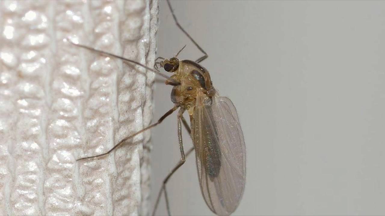 Почему комары пищат