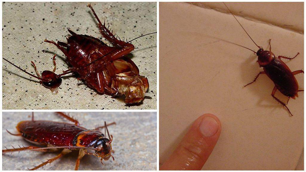 Сколько живут тараканы: продолжительность жизни, сколько живут без воды, пищи, воздуха