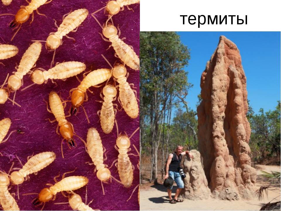 Термиты. как избавиться от термитов?