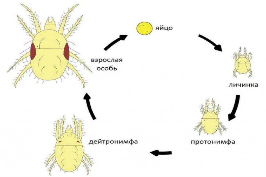 Иксодовый клещ схема