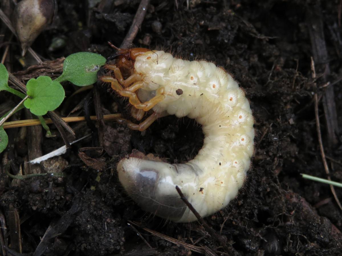 Личинки майского жука и как с ними бороться