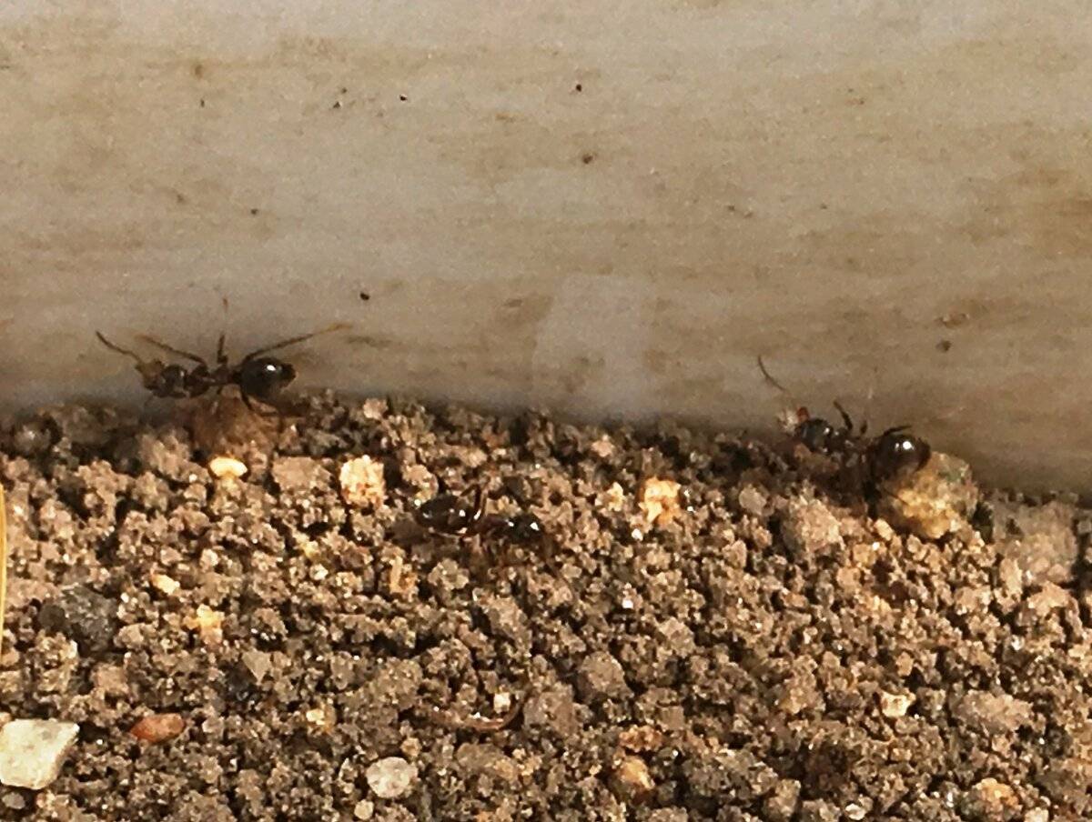 15 способов как вывести муравьев в доме | блог comfy