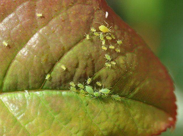 Паутинный клещ на комнатных розах: что делать, если на растениях появилась паутина, и как бороться с паразитом в домашних условиях, чтобы избавиться от него?дача эксперт