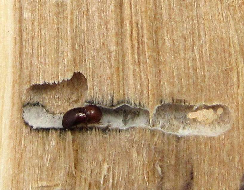 Как бороться с жуком короедом в деревянном доме