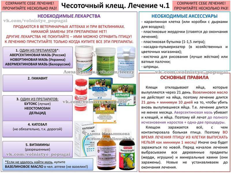 Чесоточный клещ лечение у женщин препараты схема лечения