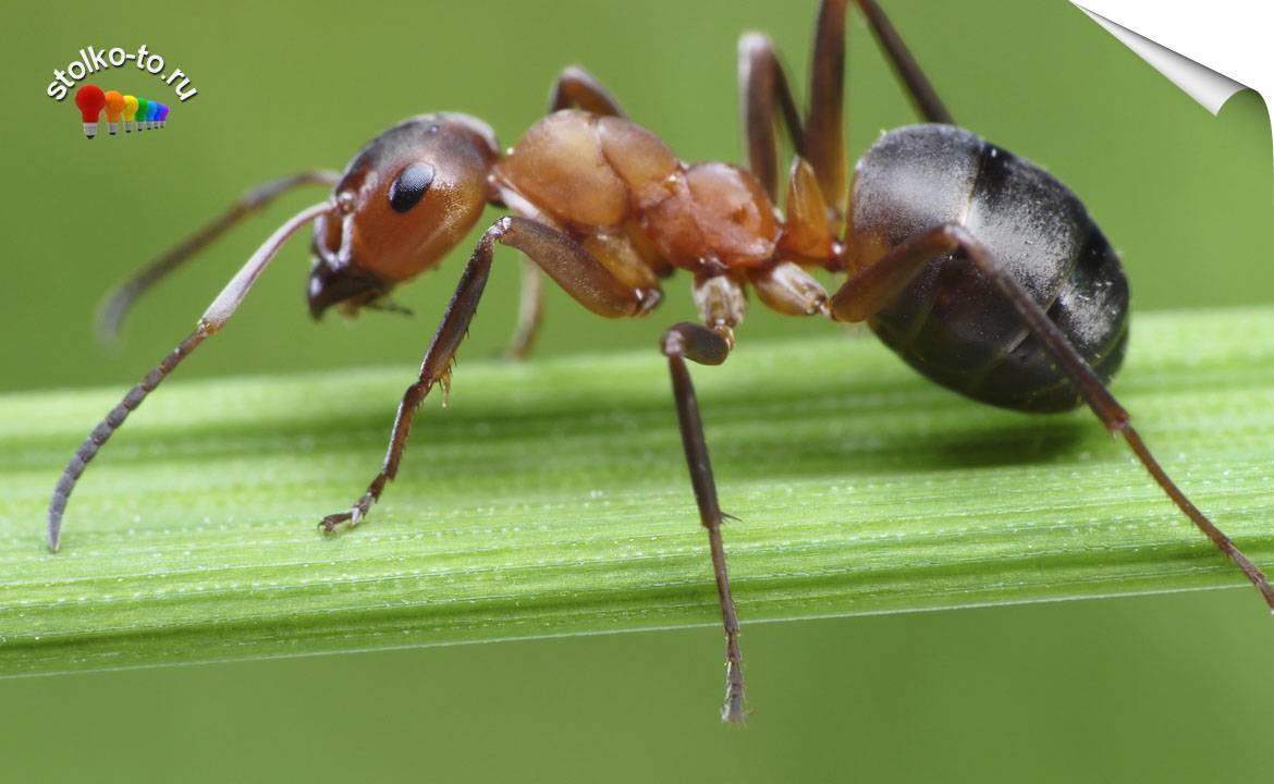 Какой вес поднимает и сколько весит муравей?