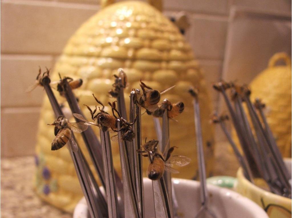 Лечение пчелами (укусами и пчелопродуктами): вред и польза, апитерапия в домашних условиях-точки ужаливания схема