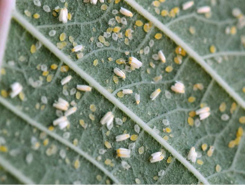 Тля и другие вредители на рассаде перца: как избавиться от насекомых