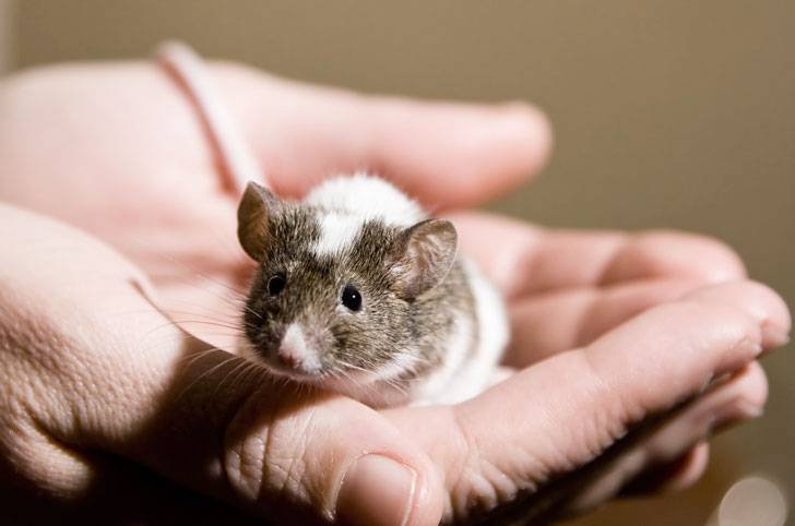 Земмифобия и мусофобия: как лечить боязнь крыс, мышей и кротов