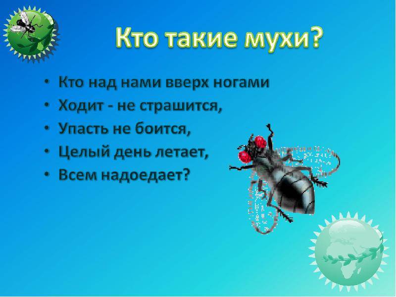 Личинка мухи-журчалки: вред и польза
