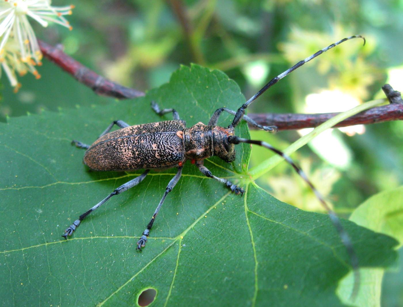 Происхождение и описание жуков-дровосеков. разнообразие и иные факты об этих насекомых