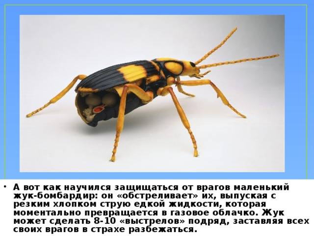 Жук бомбардир: описание и специфическое особенности защитного механизма