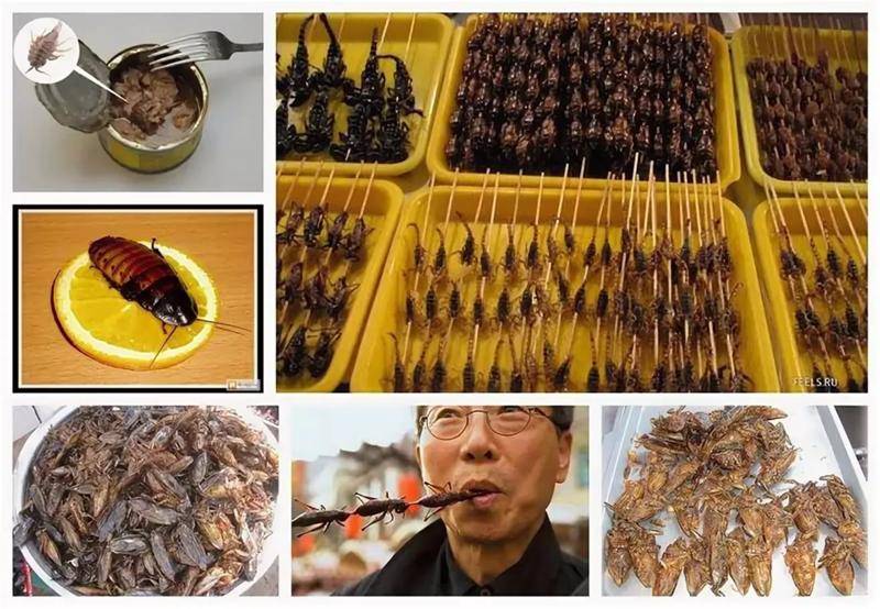 Можно ли есть тараканов, жареные съедобные тараканы, в каких странах едят, как приготовить в домашних условиях