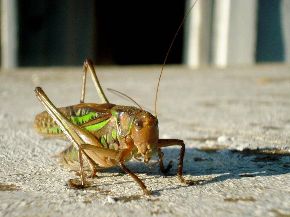 Саранча – как выглядит насекомое и где обитает