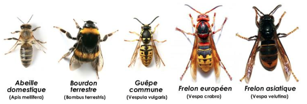 Самые интересные факты о пчёлах, осах и шмелях | vivareit