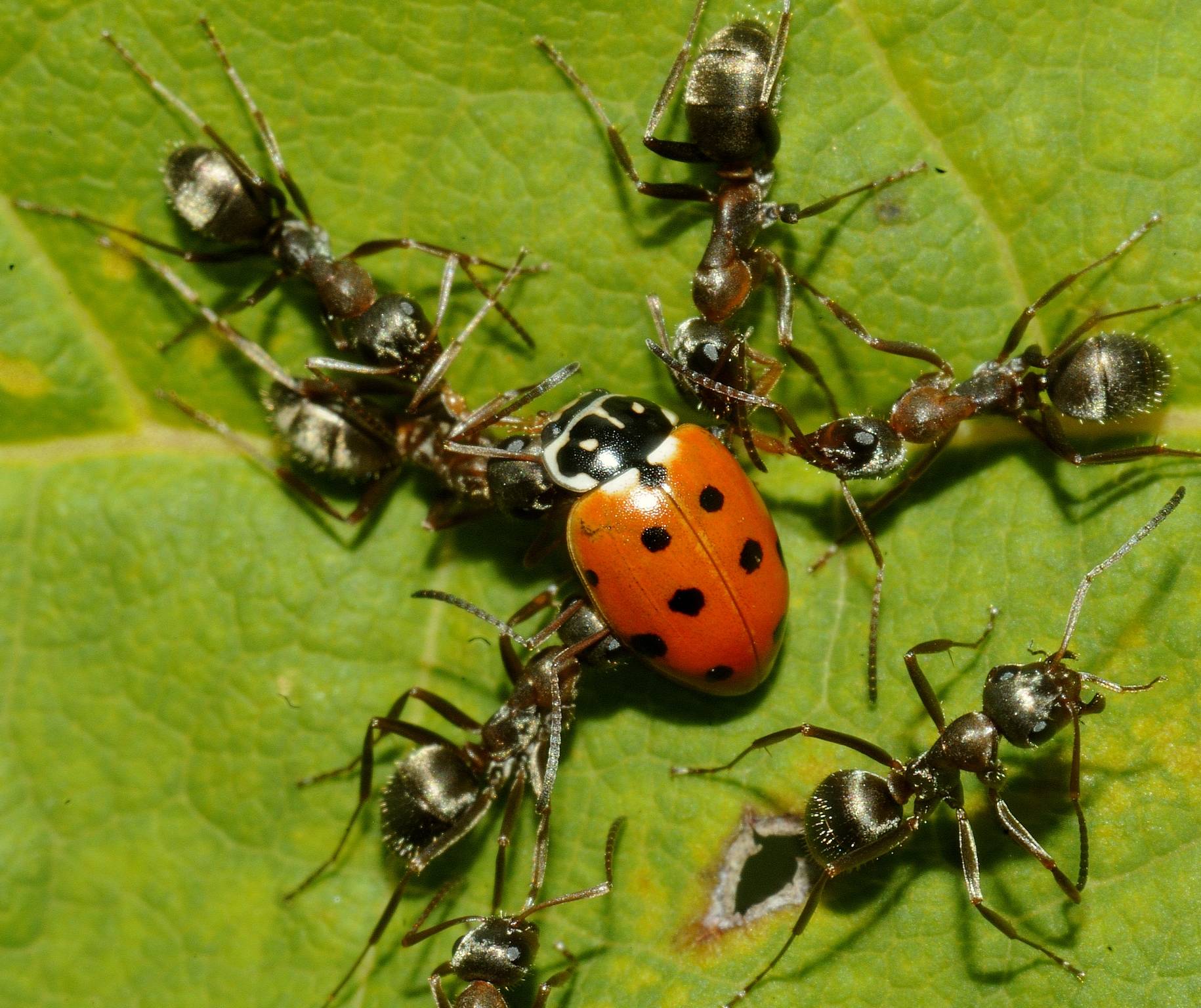 Лесные и садовые муравьи: жнец, древоточенец, рыжий и черный русский фермер