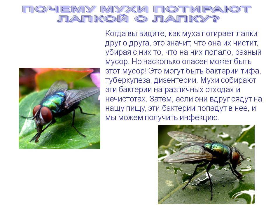 Что означало мушка. Почему мухи потирают лапки. Муха потирает лапки. Интересные факты о мухах. Мухи трут лапки.