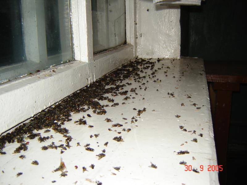 Откуда появились мухи в доме и как от них избавиться