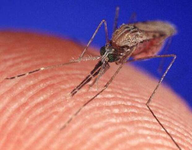Кто питается комарами